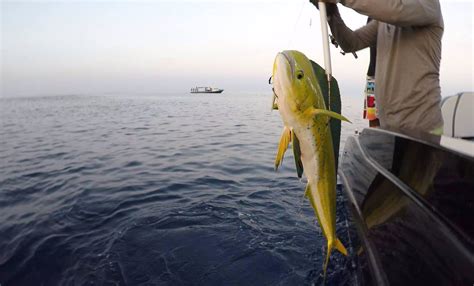 A range of fishing trips and activities are available at hideaway maldives resort, including big game fishing, fly fishing and traditional pole and line fishing. Maldives Game Fishing - Skull Fishing