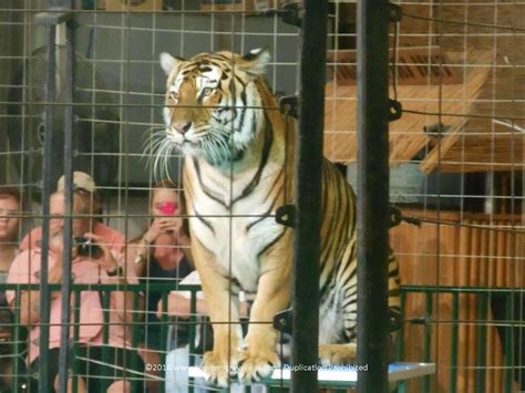 Read travel guides and advice on visiting big cat habitat and gulf coast sanctuary. Big Cat Habitat: A Beautiful Cat Sanctuary in Sarasota ...