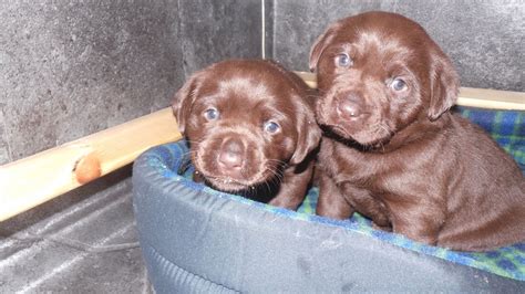 You can definitely tell she has hunting in her bloodline as she is constantly on the lookout for birds, squirrels and ducks. KC reg chocolate labrador puppies for sale | Stafford ...