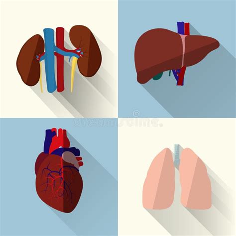 Órganos Humanos Fijados Ilustración Del Vector Ilustración De Vector