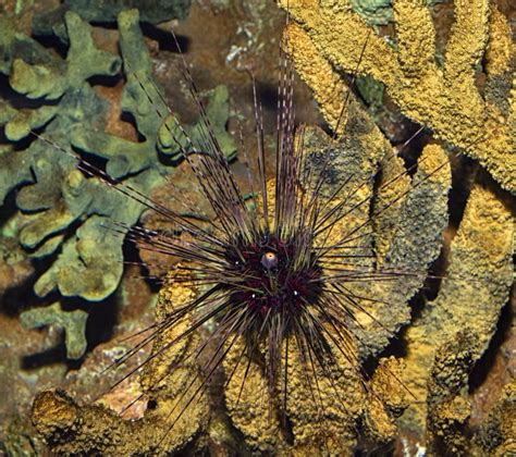 Diadema Antillarum The Long Spined Sea Urchin Stock Photo Image Of