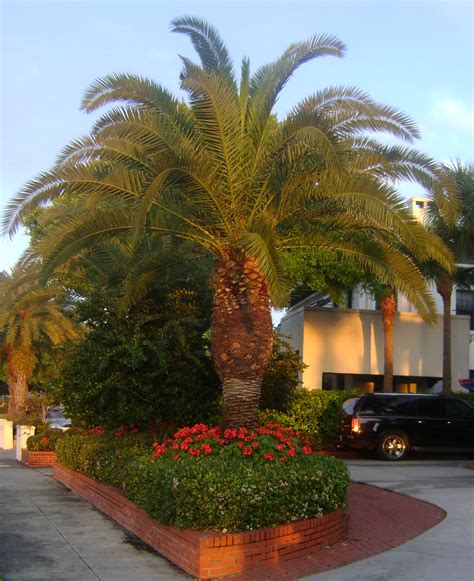 Canary Island Date Palm Orlando Plants And Trees