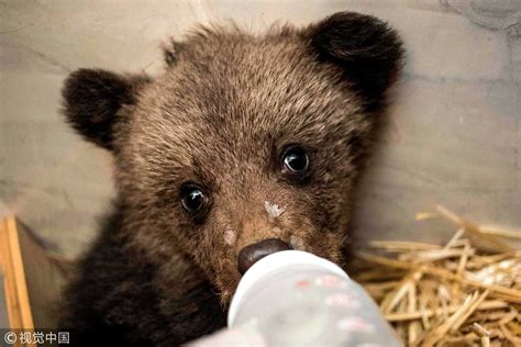 Mommy Where Are You Three Baby Bears Rescued In Bulgaria Cgtn
