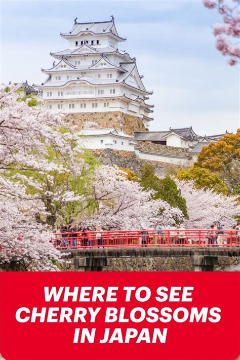 The Best Places To See Cherry Blossoms In Japan Cherry Blossom Japan