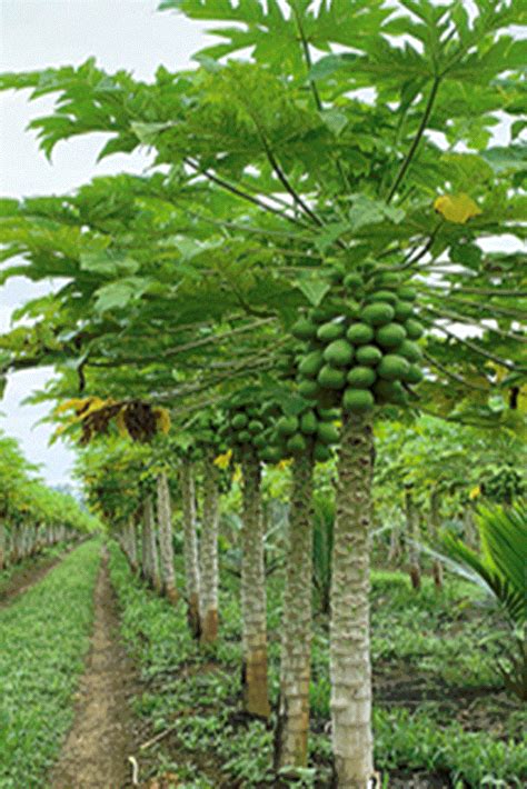 Nice Solo Papayas On That Tree Lets Take A Closer Look More About