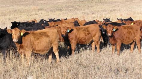 Reducing Replacement Heifer Development Costs Utilizing A Systems