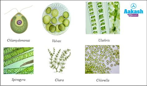 Algae And Fungi In Biology Definition Types And Importance Aesl