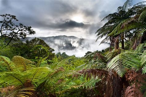Blog The Hidden Secret Of New Zealand Nature First