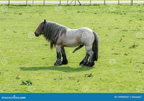 Belgian Heavy Horse Or Brabancon With Big Penis On Green Meadow Stock
