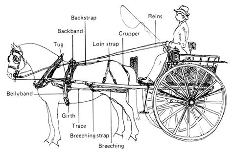 Horse Harness Horse And Buggy Horse Drawn Wagon
