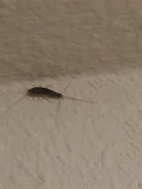 7 Photos Tiny Bugs On Walls And Ceiling And View Alqu Blog