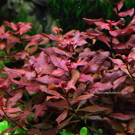 Ludwigia Red Ludwigia Sp “red” Myaquarium