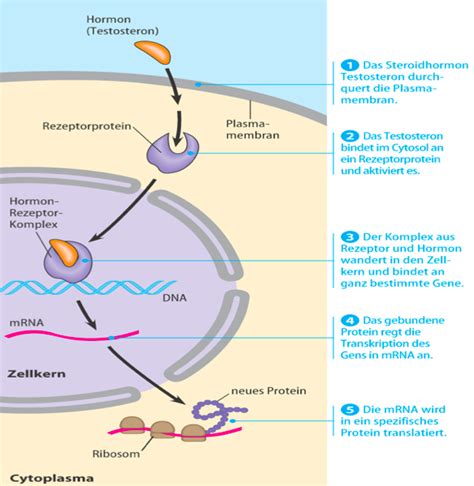 A steroid hormone is a steroid that acts as a hormone. 1 Steroidhormone haben interzelluläre Rezeptoren ...