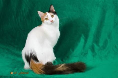 Gray Calico Cat Tail Calicotailwhite She Cat With A Calico Tail And