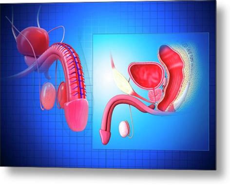 Male Reproductive System Photograph By Pixologicstudioscience Photo