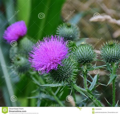 Thistle Silybum Plant Noxious Weed Picture Image 100383905