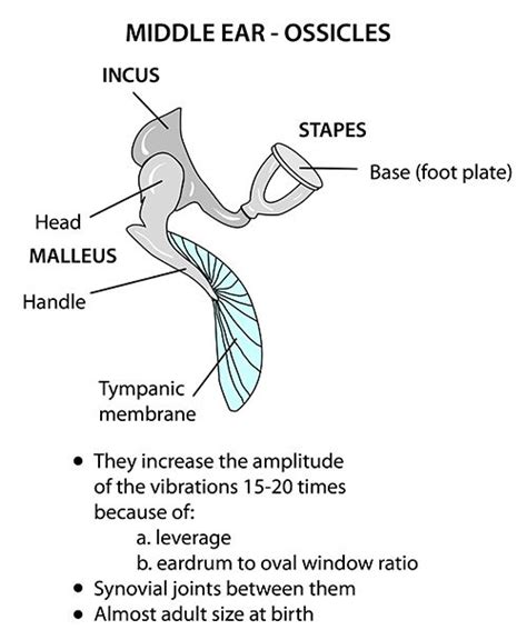Instant Anatomy Head And Neck Areasorgans Ear Ossicles Ear