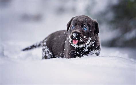 Download Wallpapers Black Labrador Winter Snowdrifts Retriever Pets