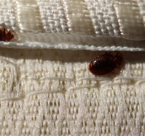 Where Do Bed Bugs Come From How Do You Get Bed Bugs