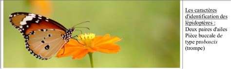 Education à Lenvironnement Et Entomologie En Ethiopie Comment Les