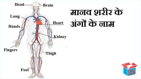 List out woman body parts name in hindi. मानव शरीर के अंगों के नाम Name Of Body Parts In Hindi ...
