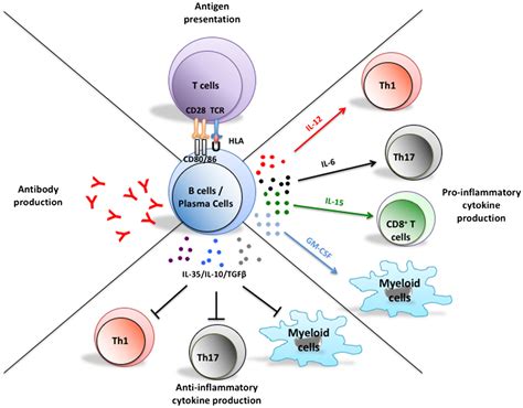 Frontiers Cytokine Defined B Cell Responses As Therapeutic Targets In