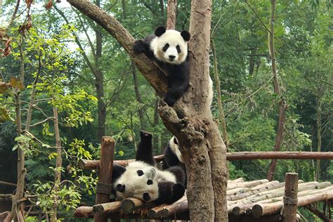 Giant Panda Chengdu Attractions China Top Trip