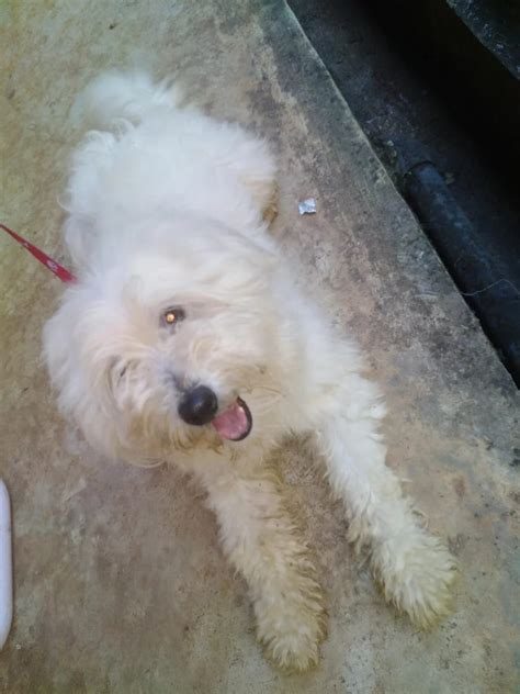 Jul 09, 2021 · celestial robotics, inc. Terriers dog for sale | Sri Lanka ikman Classified Ad