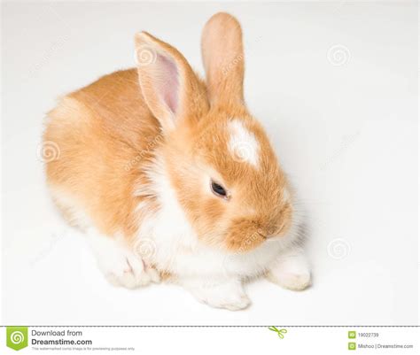Cute Brown Rabbit Royalty Free Stock Images Image 19022739