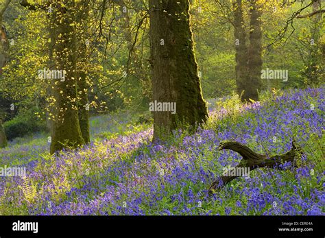 Bluebells In A Wood Batcombe Dorset England Uk Stock Photo Alamy