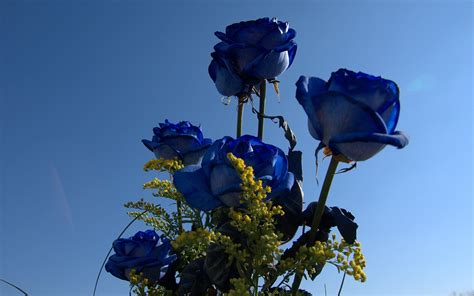 Blue Rose Flowers Flower Hd Wallpapers Images Pictures Tattoos And