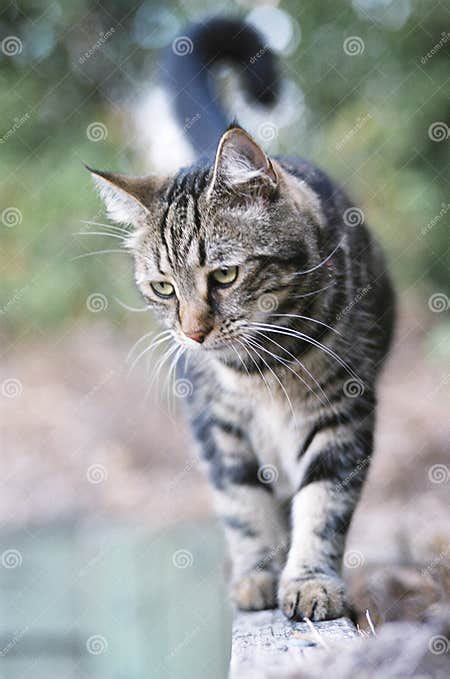 Prowling Cat Stock Photo Image Of Striped Searching 3866986