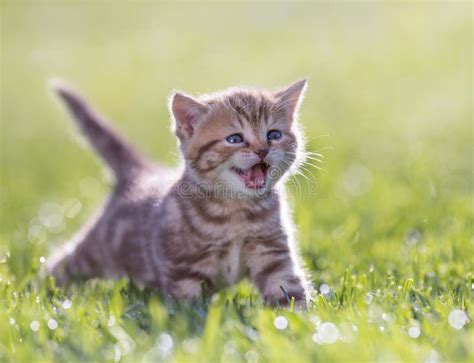 Young Funny Cat Meowing In Green Grass Stock Photo Image Of Feline
