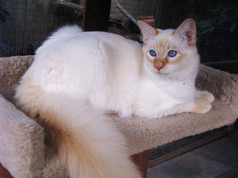 A White Cat With Blue Eyes Laying On Top Of A Scratching Post In A Cage