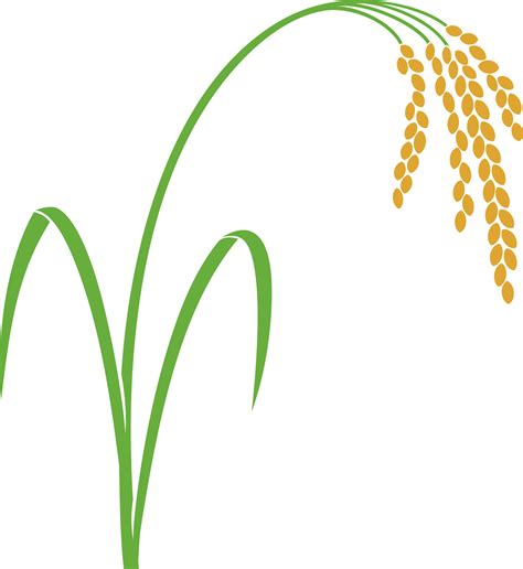 Rice Plant Png Illustration 32332555 Png