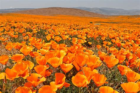 Maybe you would like to learn more about one of these? The Poppy Fields - Antelope Valley by Peter Tellone