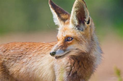 Arabian Red Fox Vulpes Vulpes Arabica Observed By Q8dragon On March