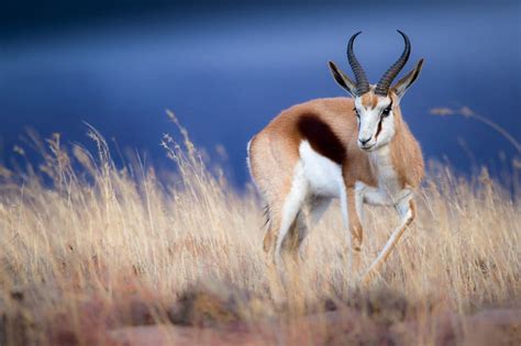 What Is A Springbok Facts About Africas Pronking Antelope