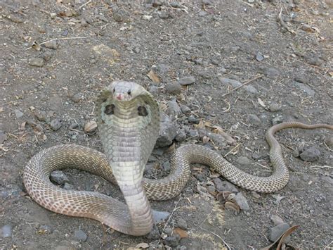 Calphotos Naja Naja Spectacled Cobra