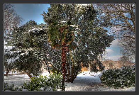Snow Palm Tree Shellorz Flickr