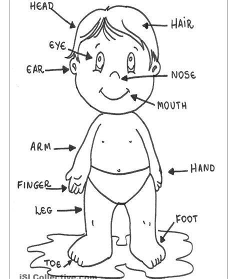 Human Body Parts Drawing At Getdrawings Free Download