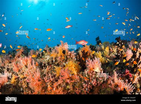 Coral Fishes Over Soft Coral Reef Baa Atoll Indian Ocean Maldives