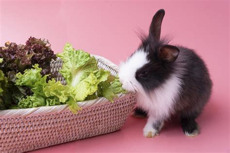 Ultimate List Of The Best Veggies For Rabbits Every Bunny Welcome