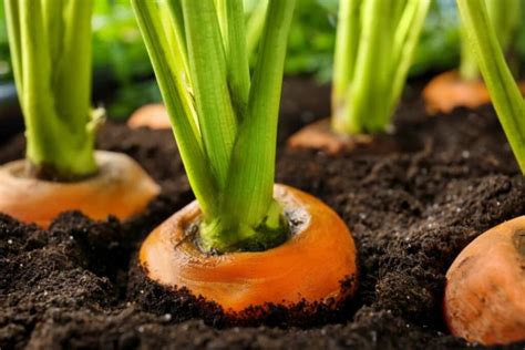 10 Tips For The Perfect Carrot From Your Garden Gardender