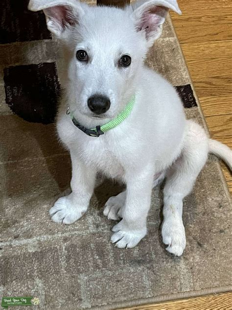 Beautiful White German Shepherd Pure Breed With Papers Stud Dog In Nj
