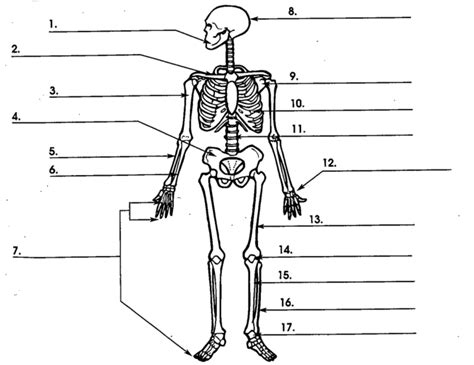 Skeletal System Diagram Quizlet