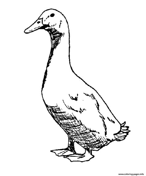 Coloring Page Printable Goose - 189+ SVG File for Cricut