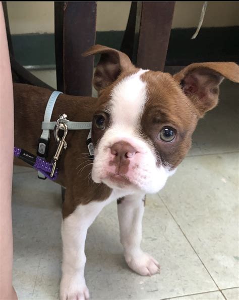 Her previous owner had to move out of state suddenly and kali needed a home. Available Puppies - Miniature Home Raised Boston Terriers For Sale. | Boston terrier, Boston ...