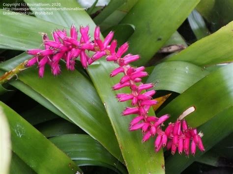 Plantfiles Pictures Aechmea Bromeliad Species Matchstick Plant Urn