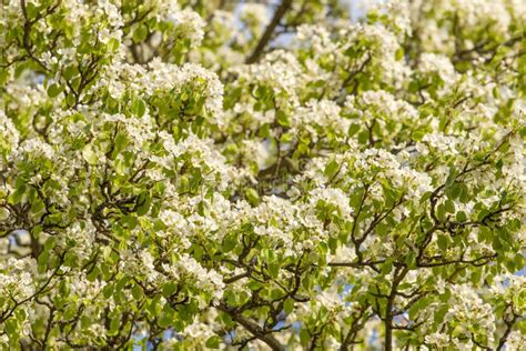 Many White Flowers On Pear Tree Branch In The Garden Stock Photo